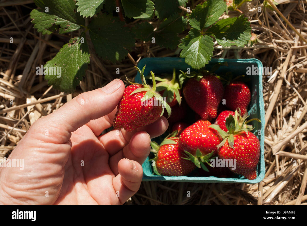 L'U Juin cueillir des fraises sont prêts à l'Agriculture soutenue par la Communauté [CSA] ferme dans le Vermont. Banque D'Images