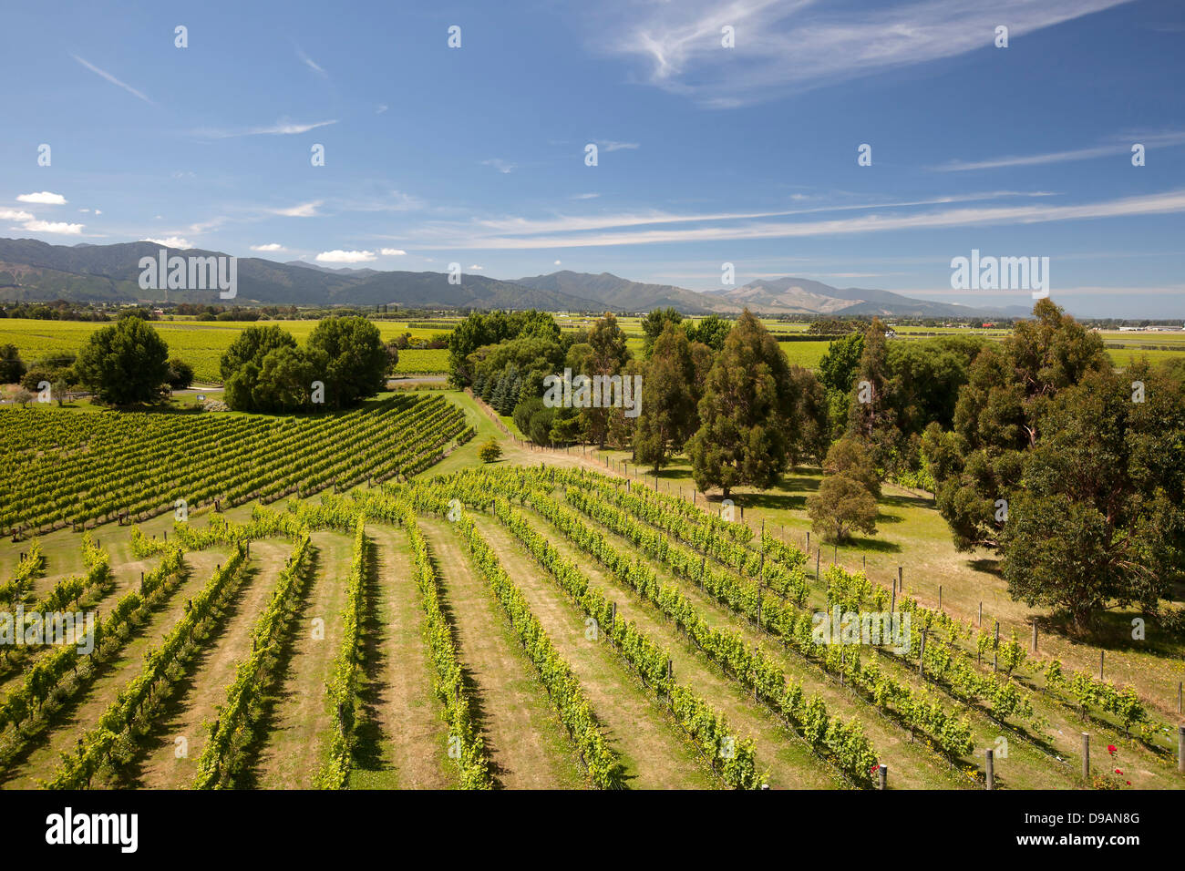 Nouvelle-zélande - vignobles dans le district de Marlborough, île du Sud Banque D'Images