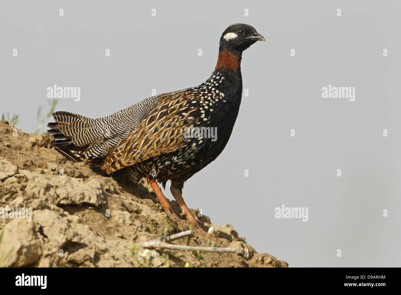 Halsbandfrankolin Francolin noir, noir, perdrix, Francolinus francolinus Banque D'Images Halsbandfrankolin Francolin noir, noir, perdrix, Francolinus francolinus Banque D'Images
