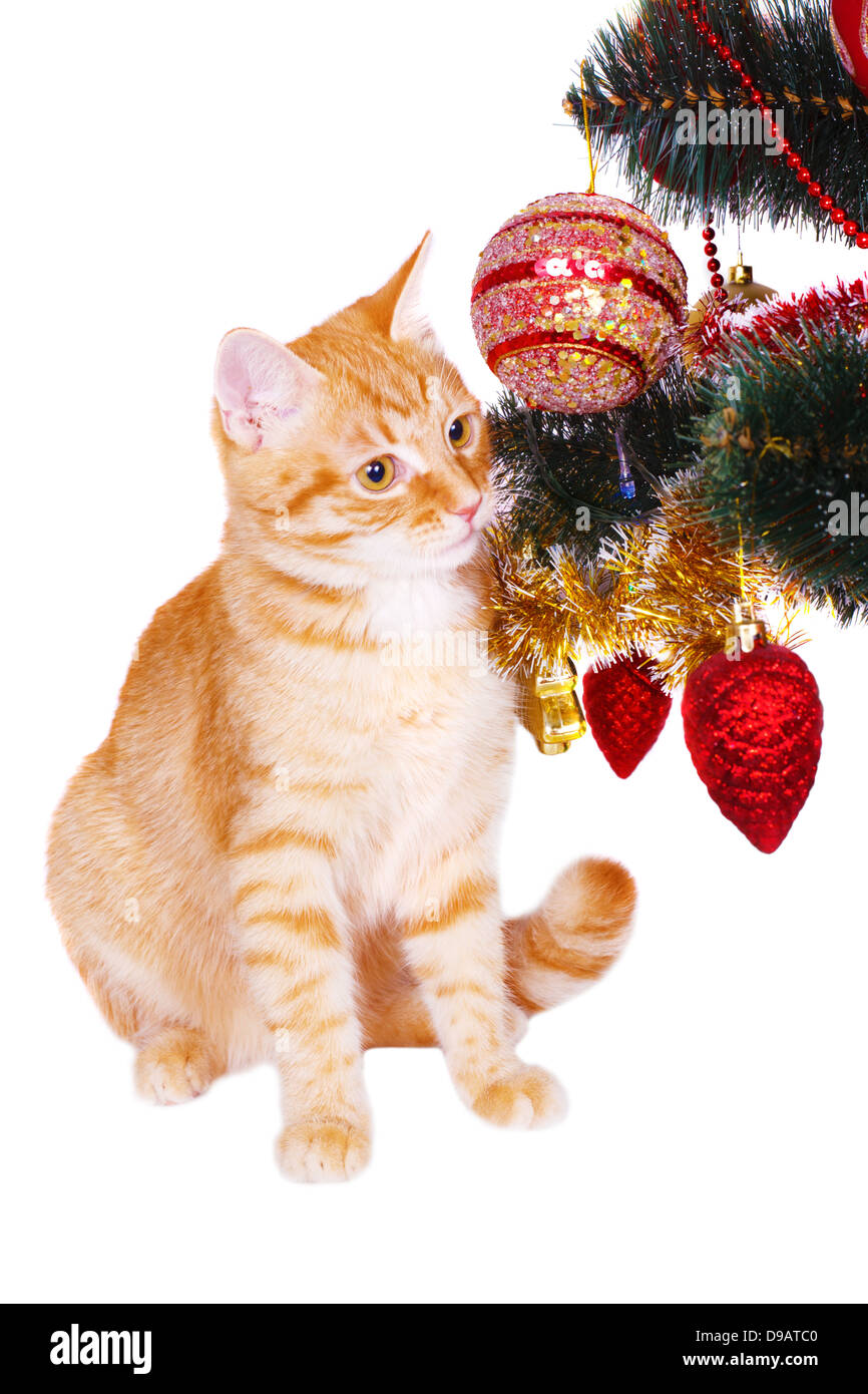 Chat rouge près de l'arbre de Noël branches Banque D'Images
