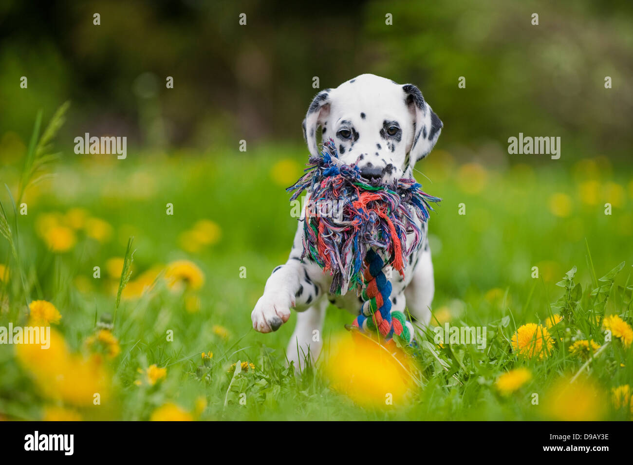 Chiot dalmatien avec toy dans un pré Banque D'Images