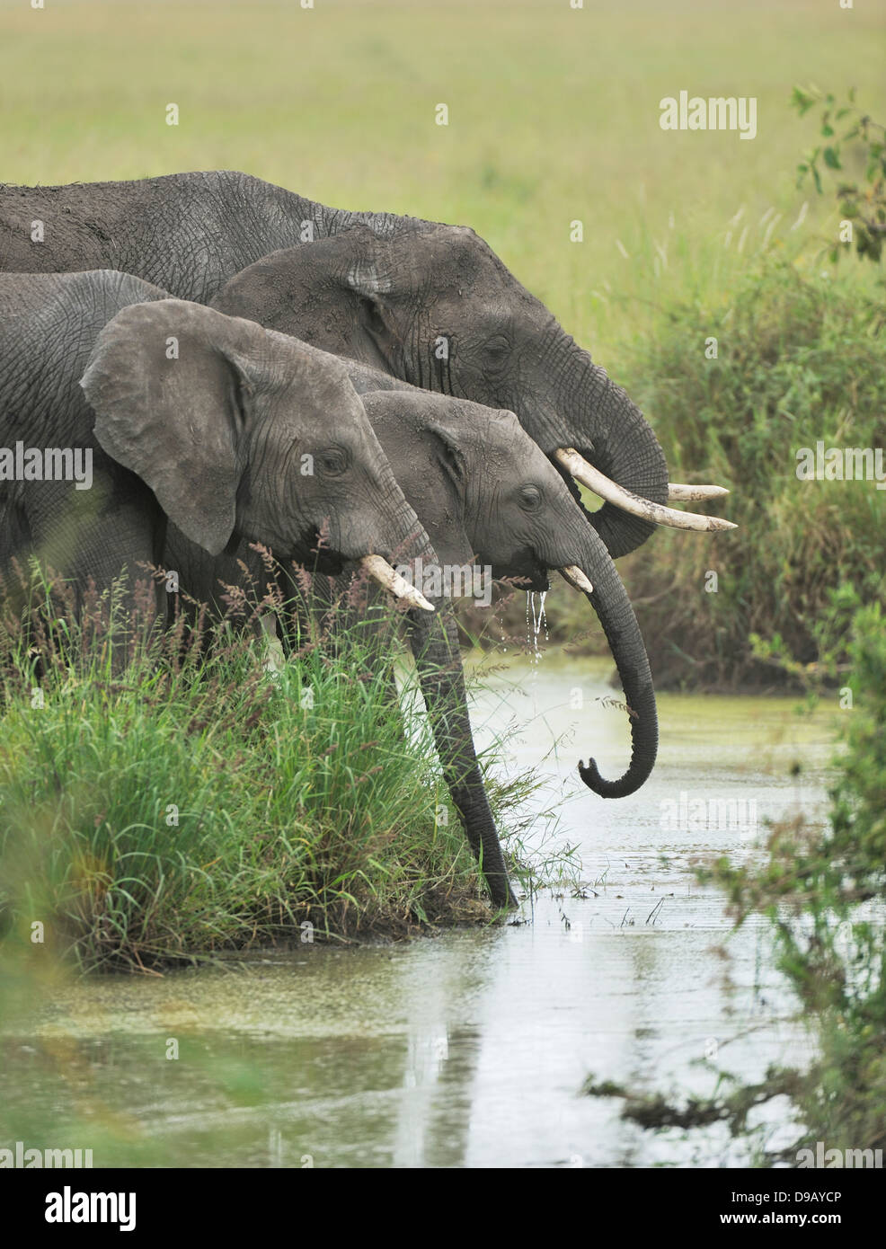 Troupeau d'éléphants à un étang, Serengeti, Tanzanie Banque D'Images