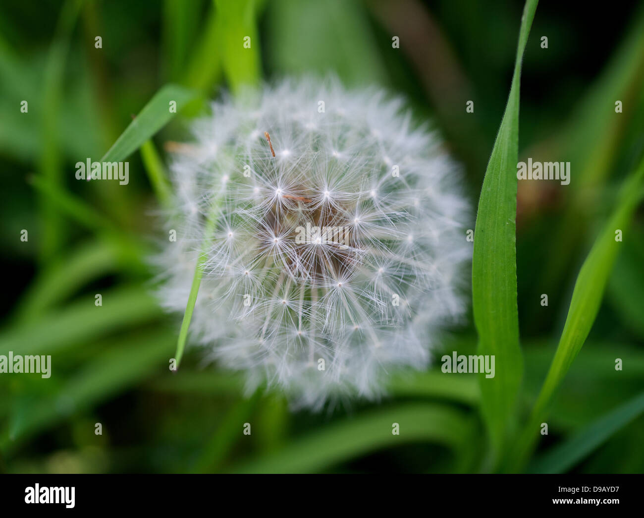 Graines de pissenlit, Taraxacum officinale tête Banque D'Images