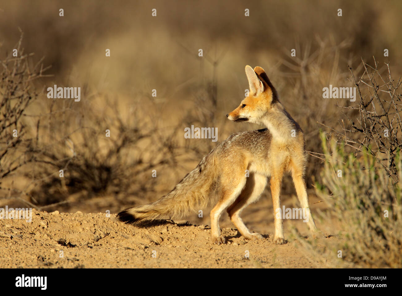 Cape Fox (Vulpes chama), désert du Kalahari, Afrique du Sud Banque D'Images