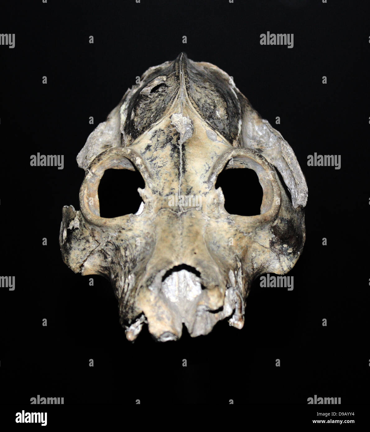 Ce crâne, l'un des nombreux différents types de lémurien géant habitant Madagascar qui a disparu dans une période relativement proche. Les preuves fossiles fortement à ces points d'extinction des mammifères peu après l'homme moderne atteint Madagascar - preuve que les gens ont été affectant l'équilibre écologique depuis les temps préhistoriques. Banque D'Images