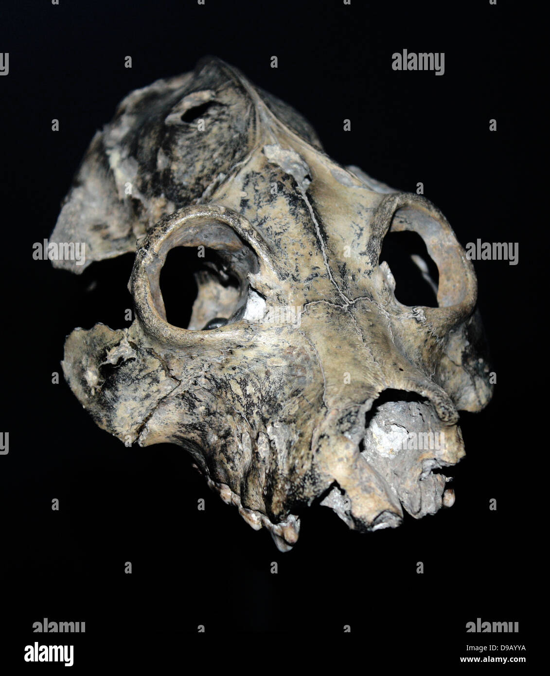 Ce crâne, une des différentes sortes de lémuriens de Madagascar qui inhabitating géant a disparu relativement récente. Les preuves fossiles fortement à ces points d'extinction des mammifères peu après l'homme moderne atteint Madagascar - preuve que les gens ont été affectant l'équilibre écologique depuis les temps préhistoriques. Banque D'Images