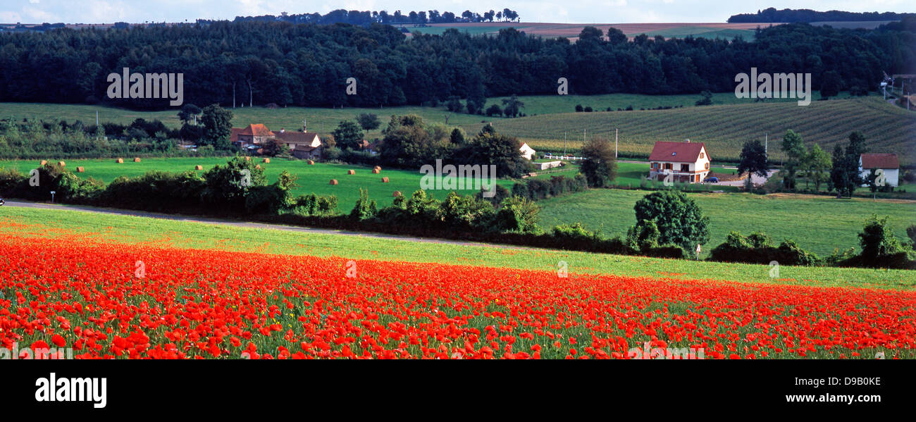 Vue panoramique vue d'un champ de coquelicots, avec les maisons voisines et la campagne à Preures, Pas-de-Calais, Nord de la France, l'Europe. Banque D'Images