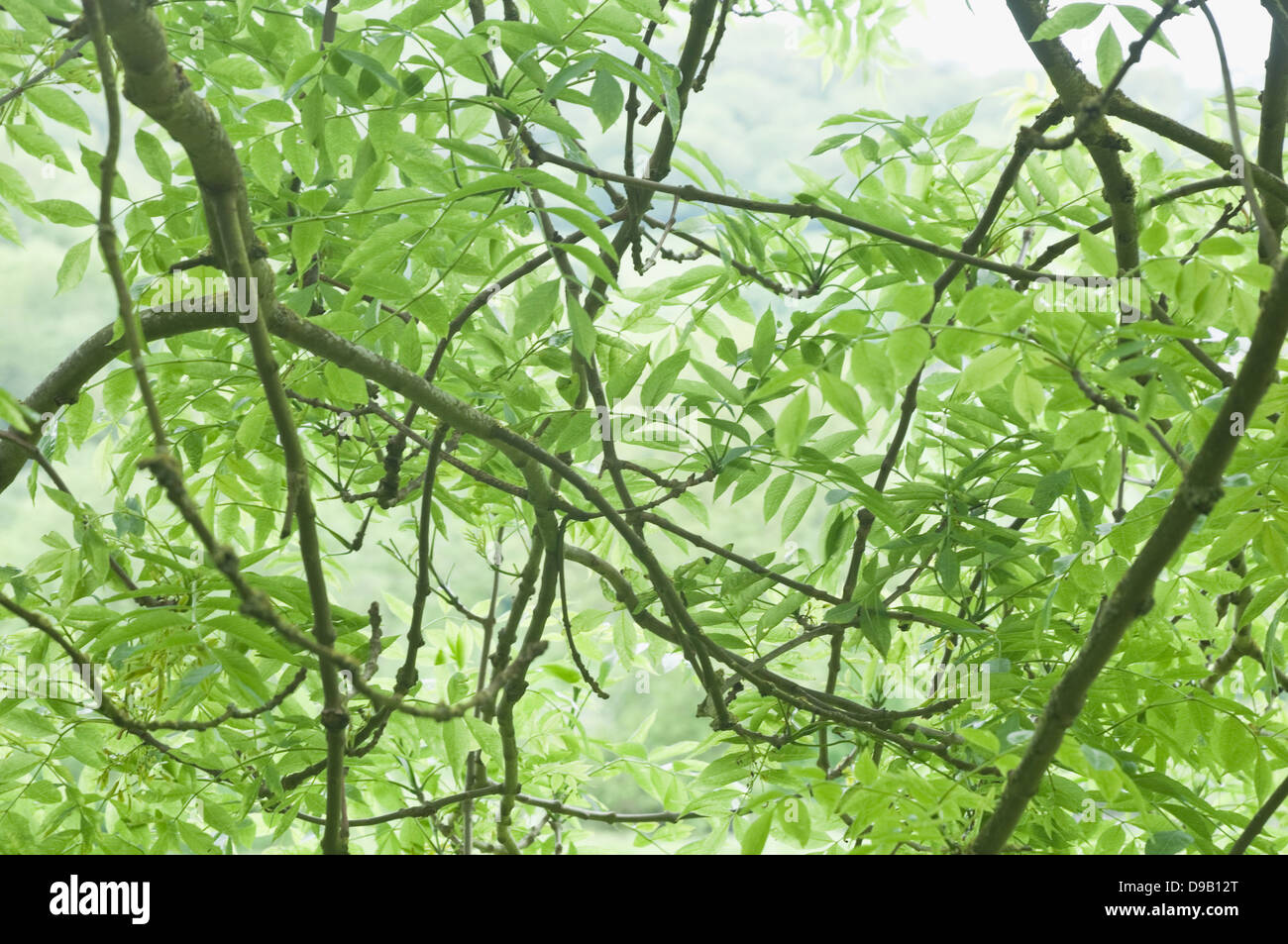 Frêne (Fraxinus excelsior) des feuilles, des brindilles et des branches. Angleterre, Royaume-Uni. Banque D'Images