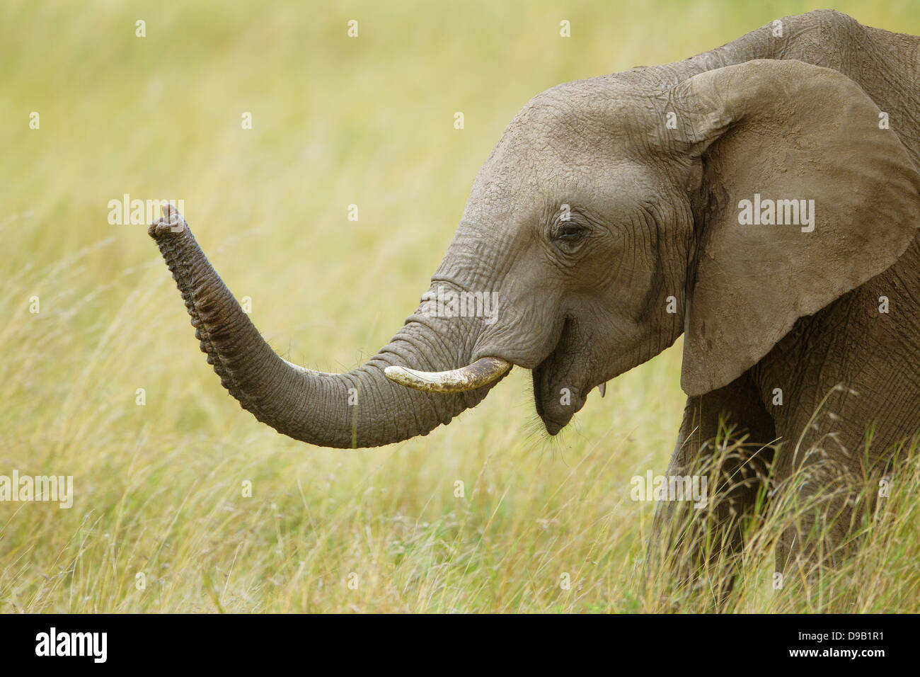 Elephant close-up portrait, Masai Mara, Kenya Banque D'Images