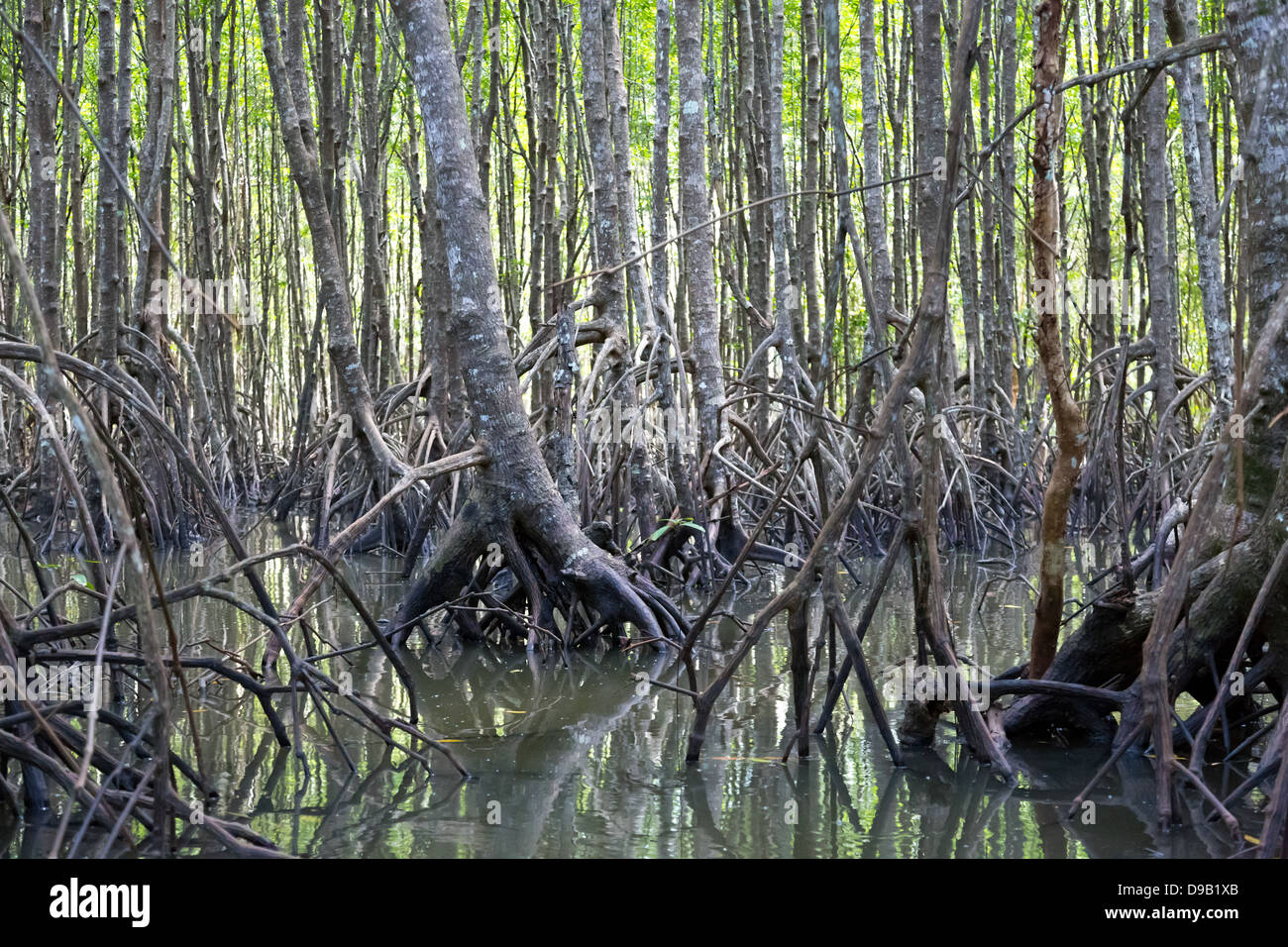 Forêt de mangrove sur la rivière Nam Pak Krabi en Thailande Banque D'Images