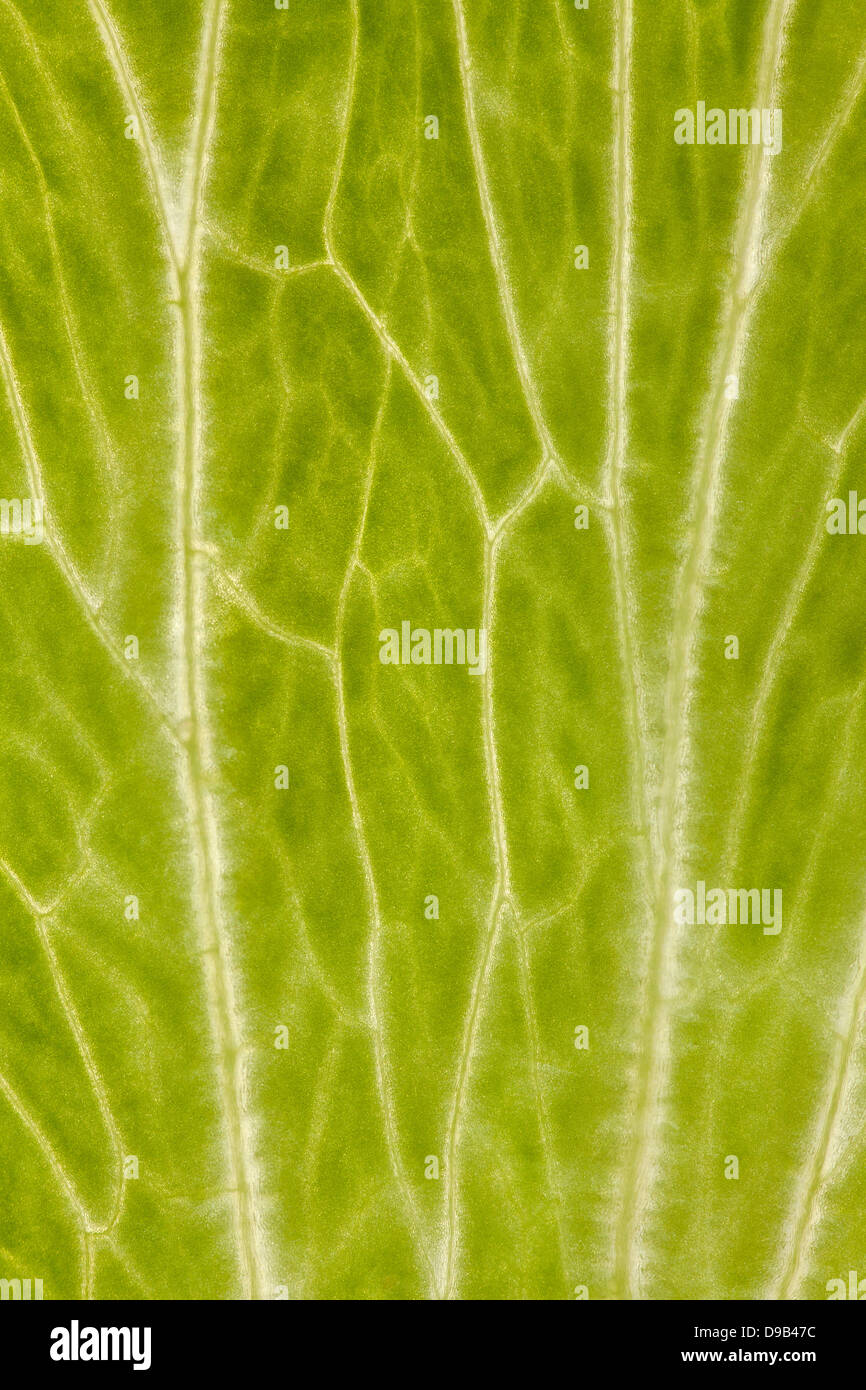 Feuille de laitue ou d'arrière-plan modèle organique texture vert Banque D'Images