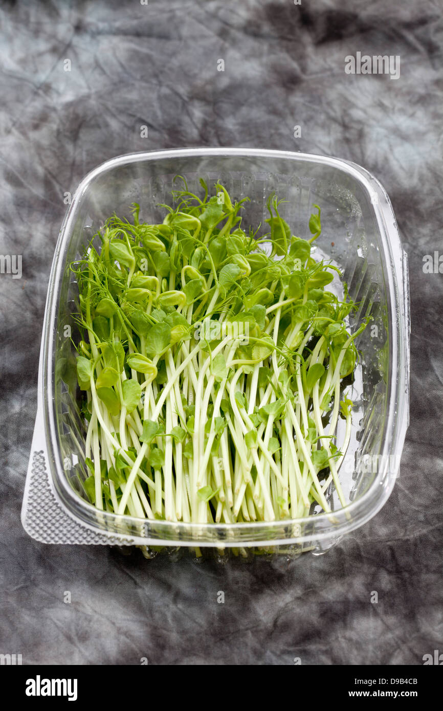 Vert pois tendrills dans un contenant de plastique, Close up Banque D'Images