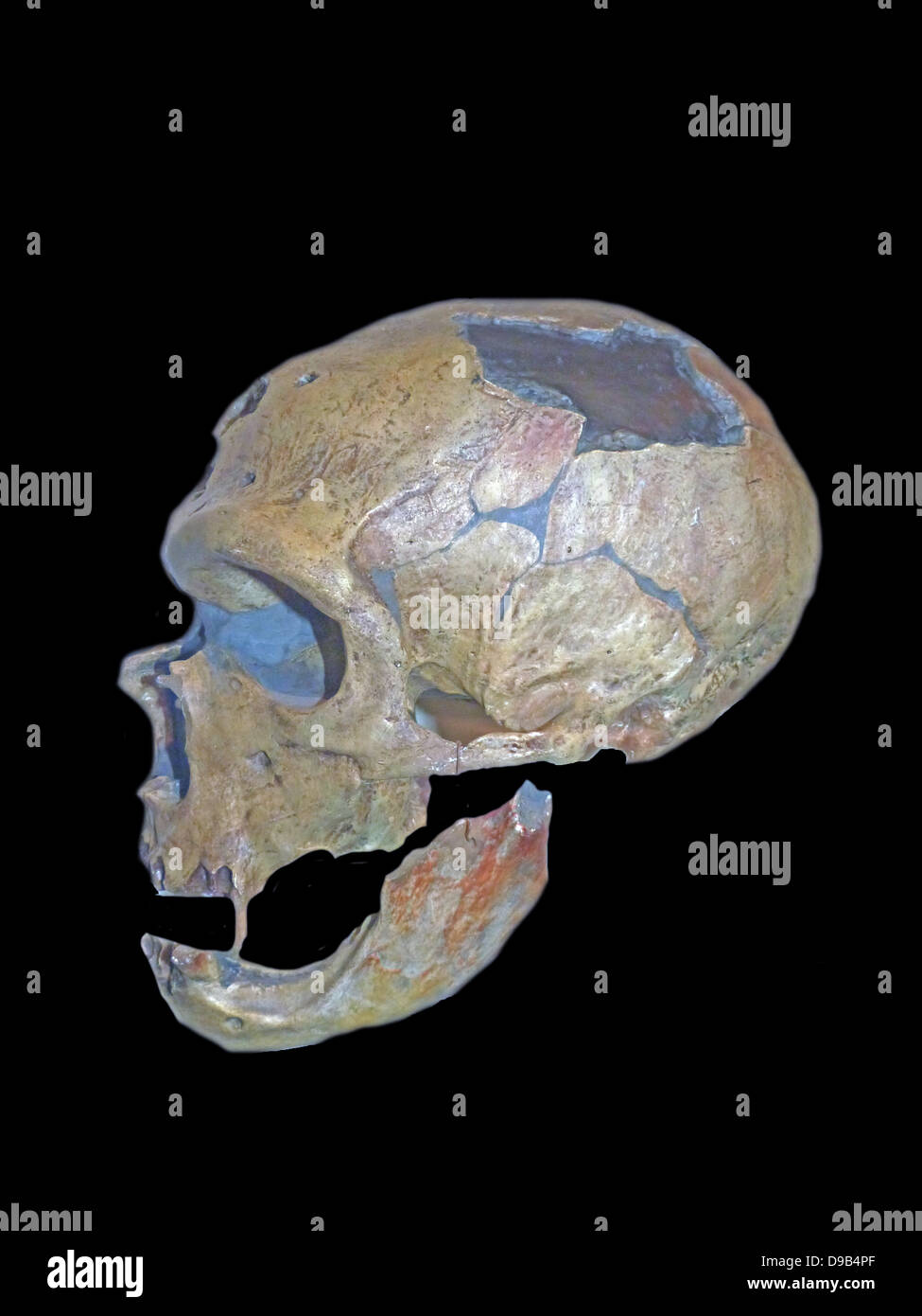 Crâne d'une espèce disparue, neandertal membre du genre Homo connu de pléistocène de spécimen trouvé en Europe et dans certaines régions d'Asie occidentale et centrale. La preuve génétique suggère le croisement a eu lieu avec l'homme moderne entre environ 80 000 ans au Moyen-Orient. Banque D'Images