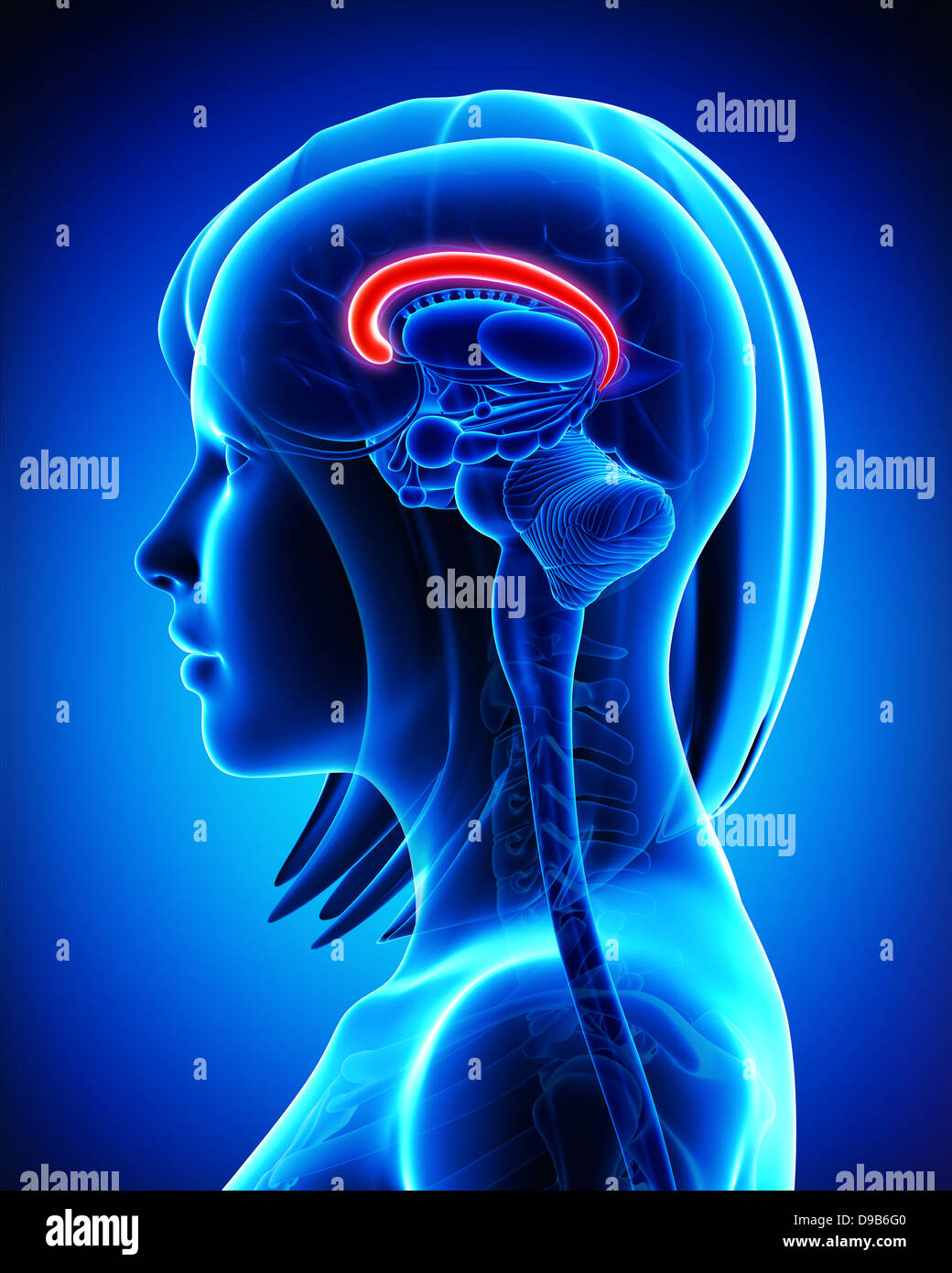 Anatomie du cerveau en coupe- gyrus cingulaire Banque D'Images