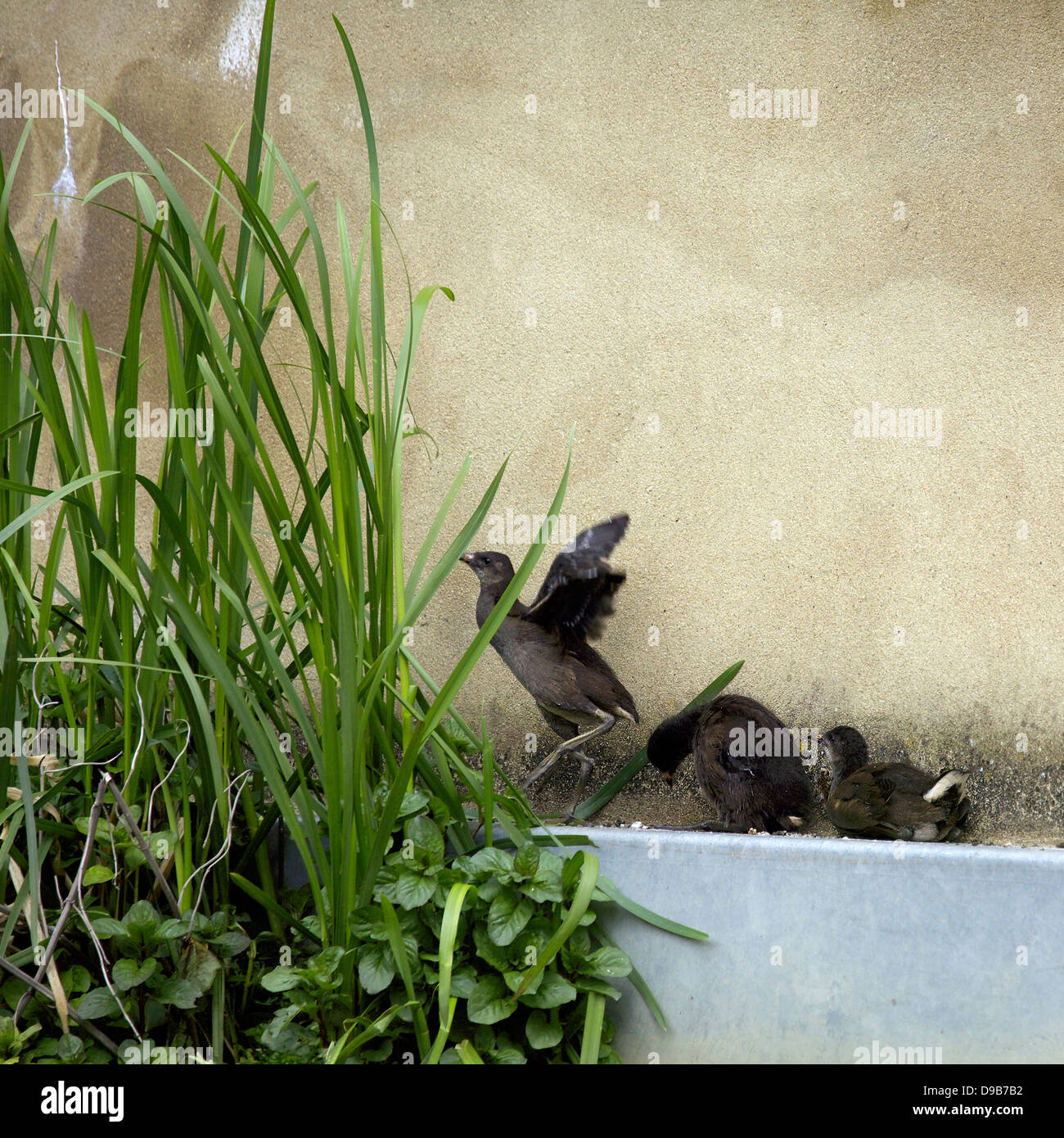 Poussins poule d'eau (Gallinula chloropus) Canal d'Oxford sur l'herbe jeune jeunes oiseaux poussins poussins oiseaux bébé oiseau commun Banque D'Images