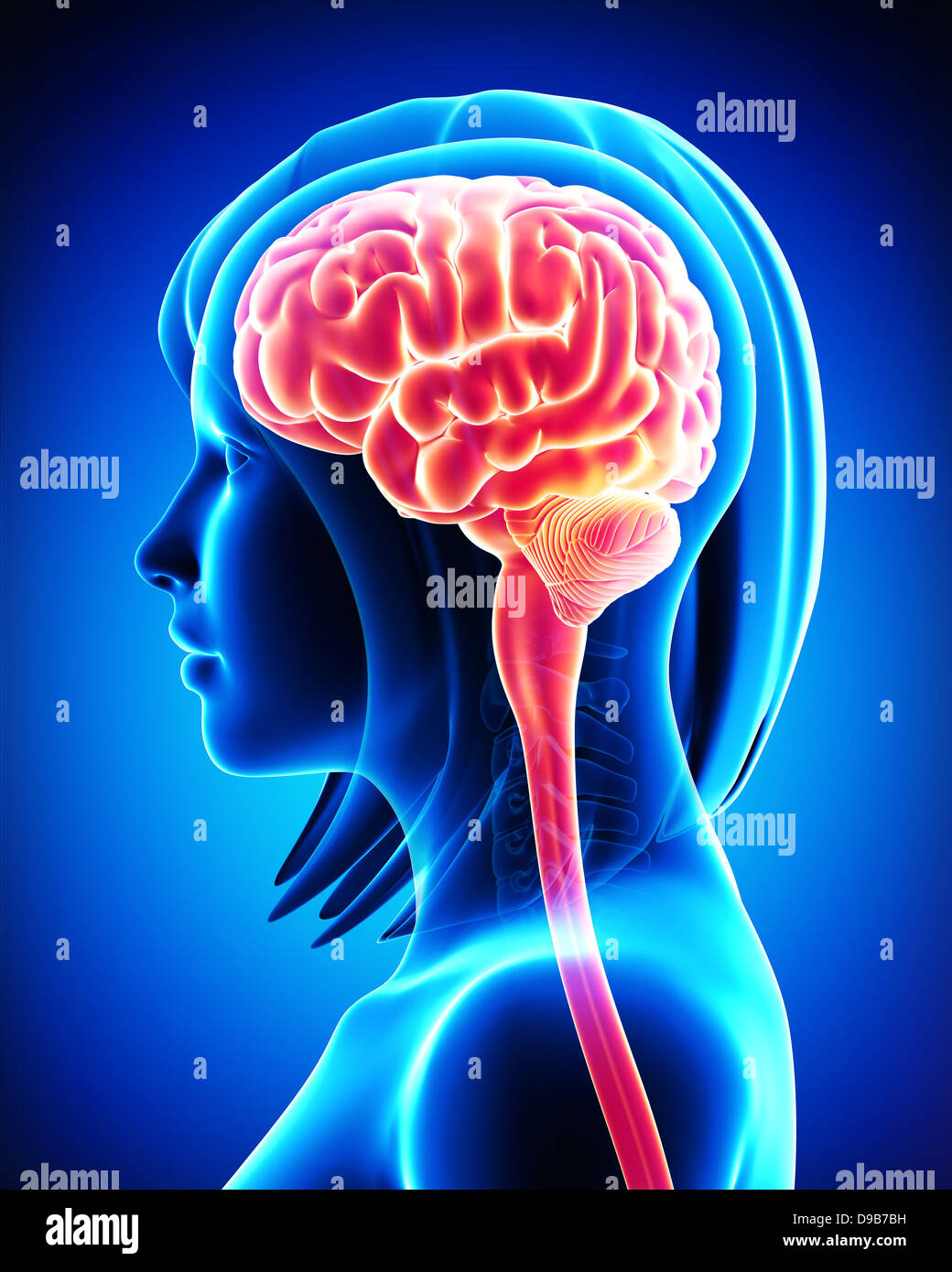 Anatomie du cerveau féminin contre l'article de l'extérieur Banque D'Images