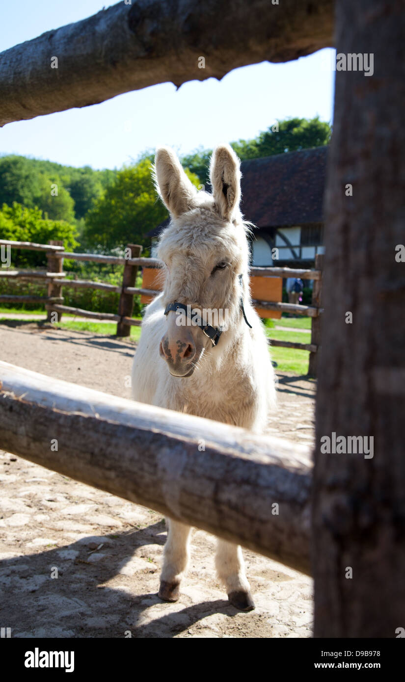 Un âne blanc / mule portant une patte dans un boîtier sur un jour d'été ensoleillé tourné à travers l'escrime Banque D'Images