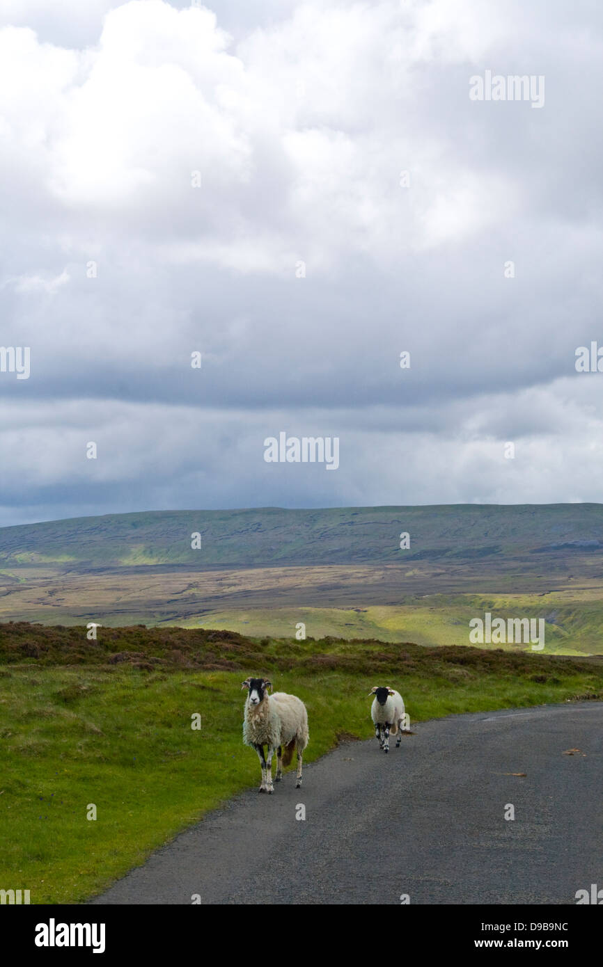 Sur l'agneau et la brebis moorland road Banque D'Images