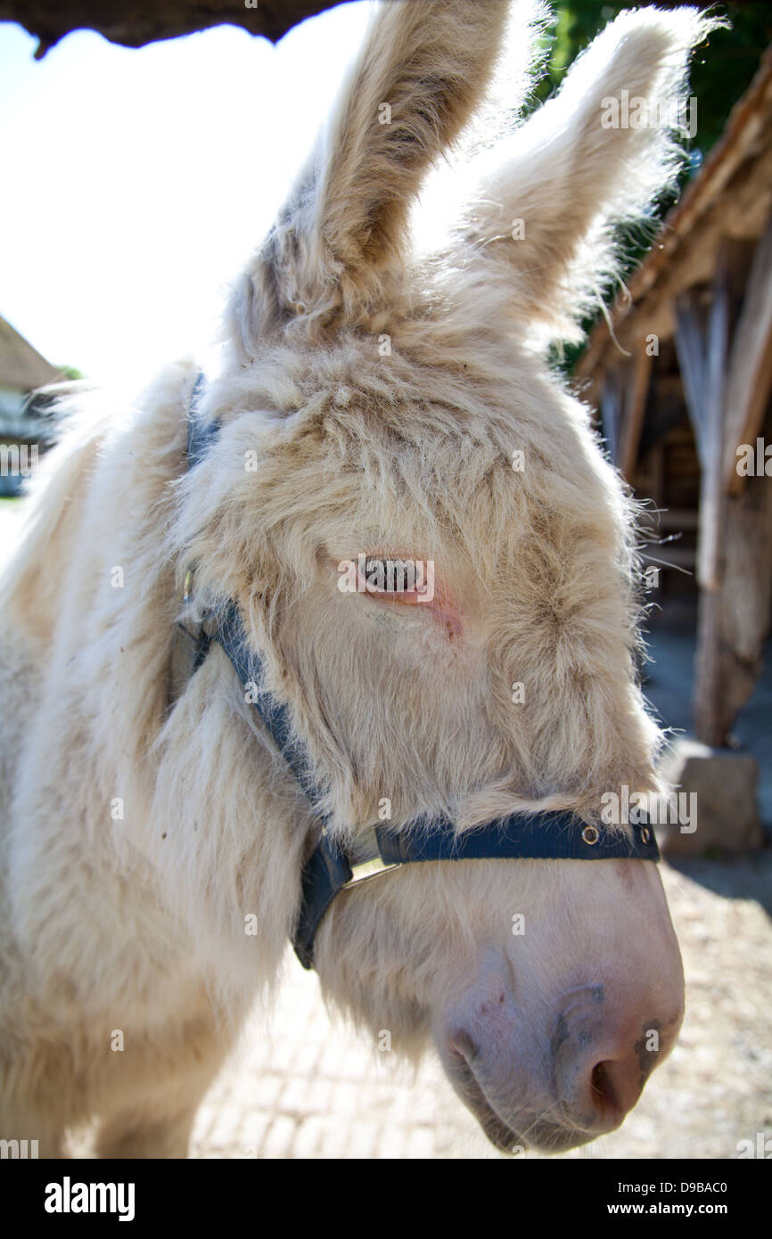 Close-up of white donkey / mule portant une patte dans un boîtier sur un jour d'été ensoleillé Banque D'Images