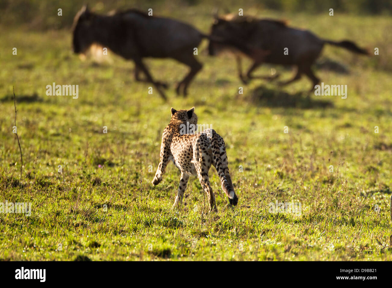 Le guépard chassant un gnou, Masai Mara, Kenya Banque D'Images