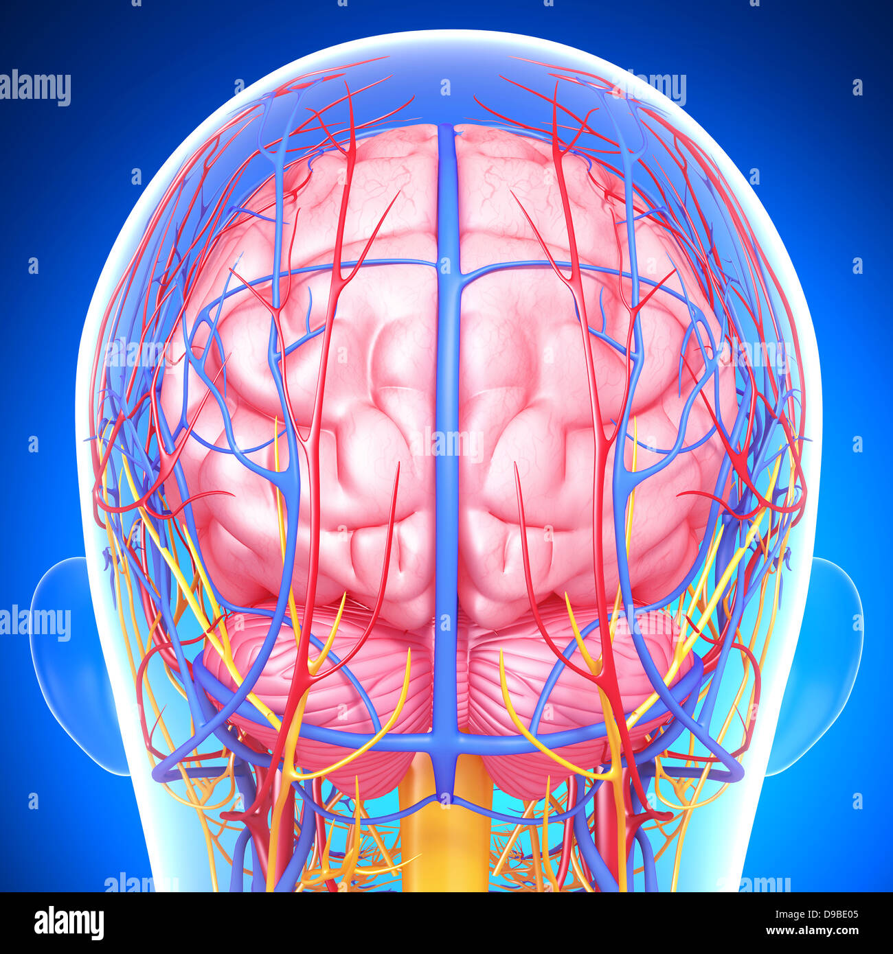 Le système circulatoire de l'anatomie de la tête humaine Banque D'Images