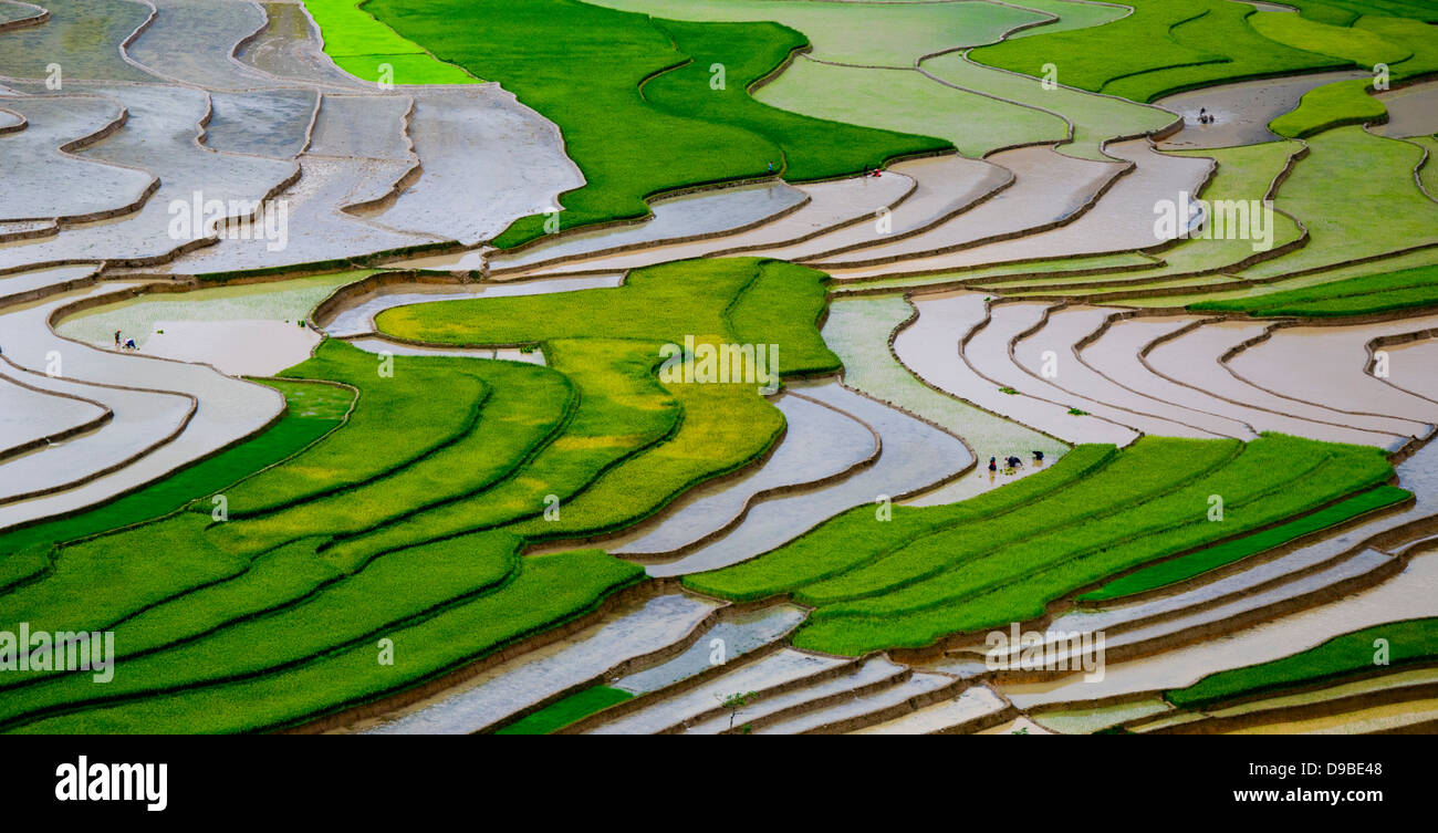 Champ de riz en terrasses au Vietnam dans la saison de l'eau Banque D'Images