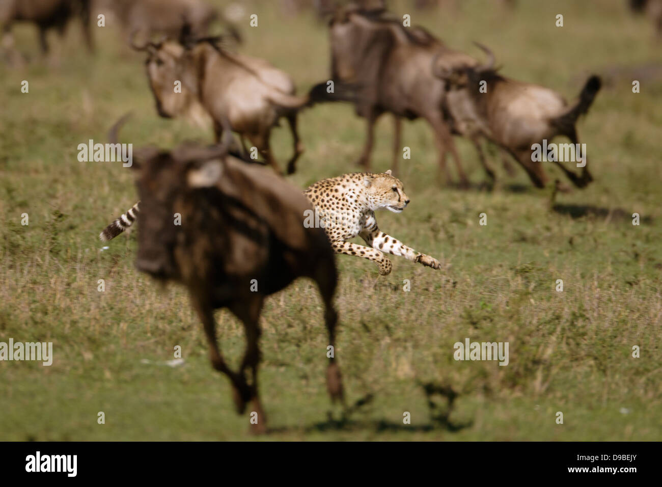 Le guépard chassant un gnou, Masai Mara, Kenya Banque D'Images