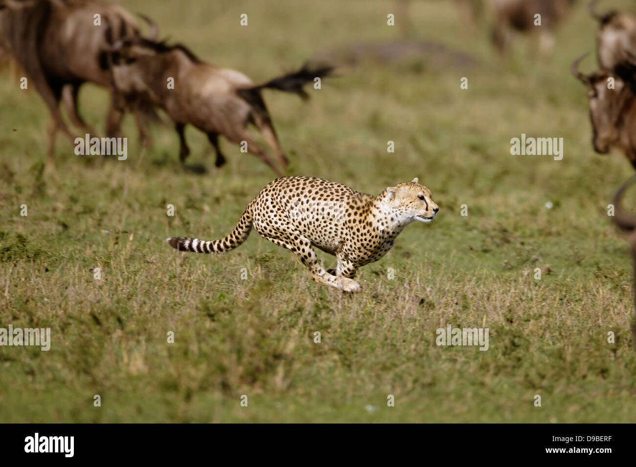 Le guépard chassant un gnou, Masai Mara, Kenya Banque D'Images