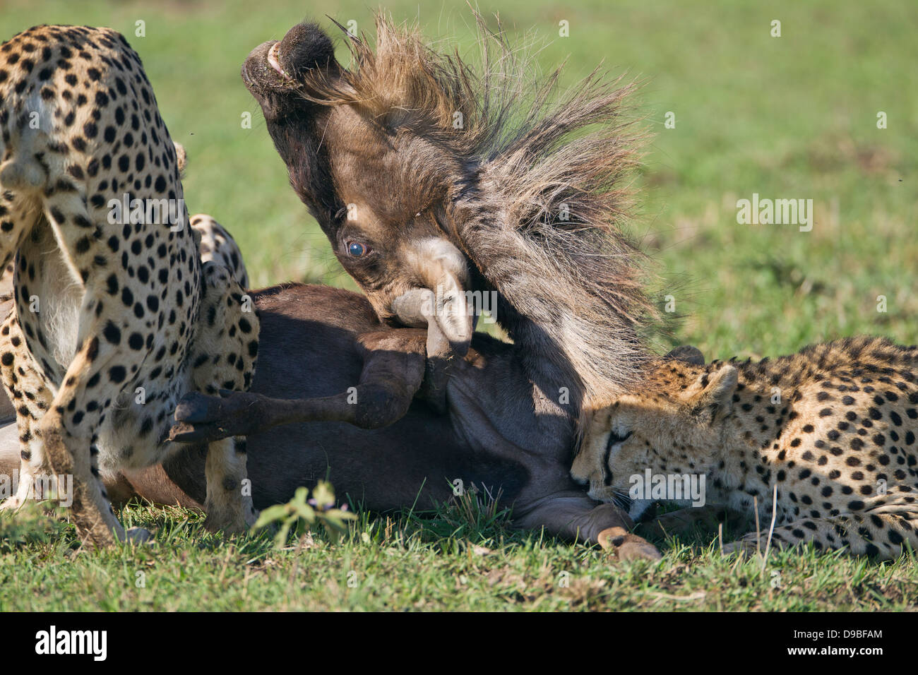 Tuer un guépard gnou, Masai Mara, Kenya Banque D'Images