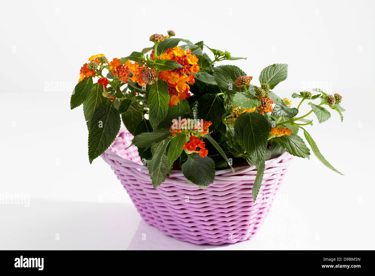 Lantana West Indian dans panier de fleurs sur fond blanc, Close up Banque D'Images