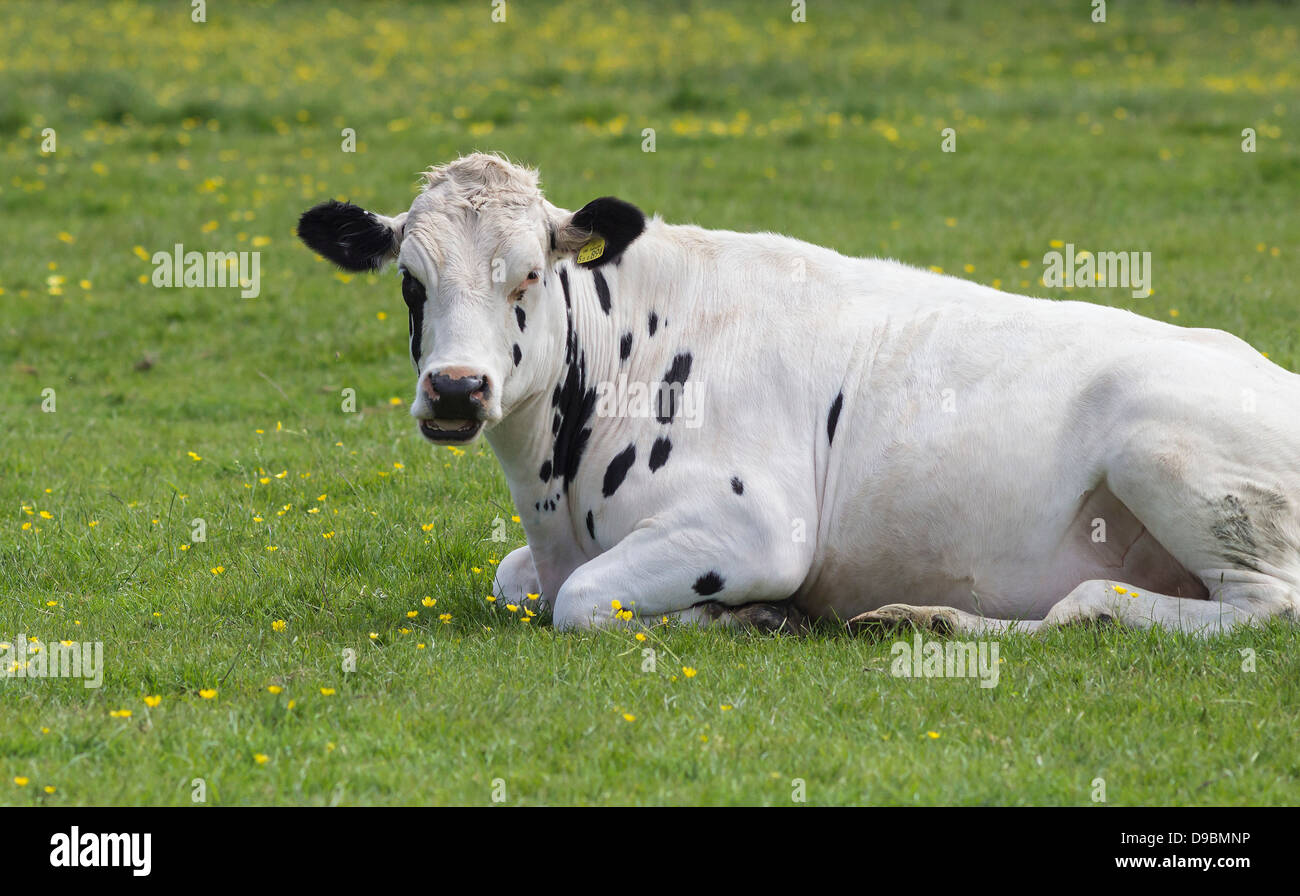 Portrait de vache, de repos dans le champ, Devon, Angleterre, Royaume-Uni. Banque D'Images