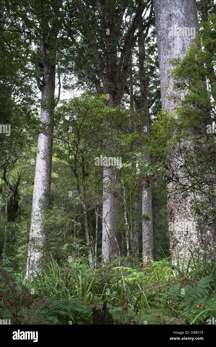 Dh Manginangina Réserver NORTHLAND Nouvelle-zélande Manginangina Kauri Kauri arbres de la forêt tropicale à pied Banque D'Images