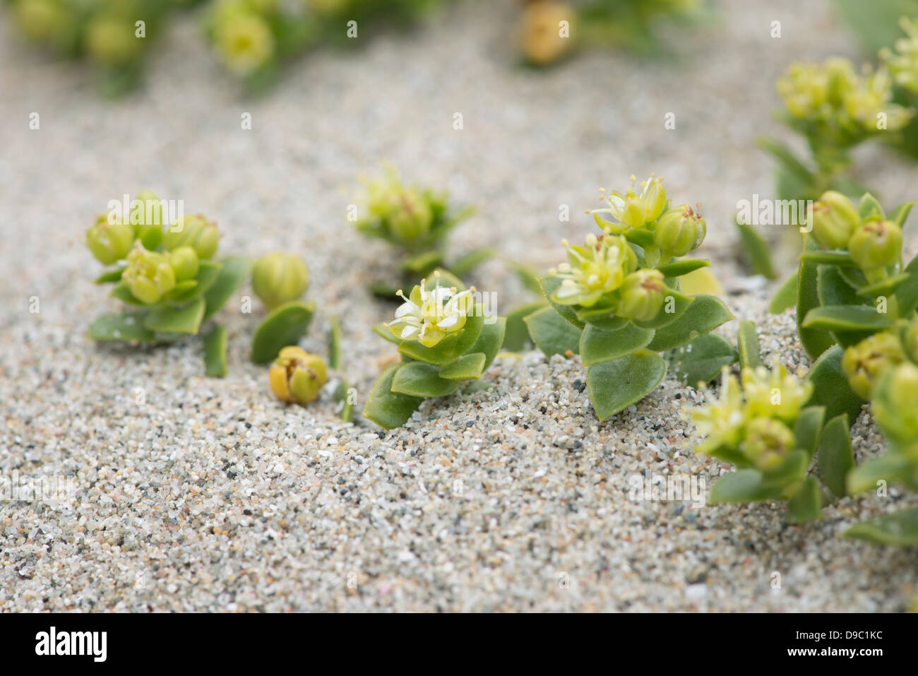 Sabline mer (Honckenya peploides) croissant sur du sable. Banque D'Images