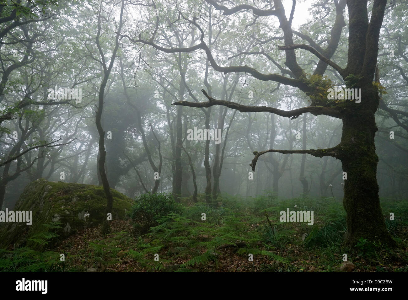 forêt en brouillard, bosque en niebla, andalousie, arbres avec mousse et fougères, parque naturel los alcornocales Banque D'Images