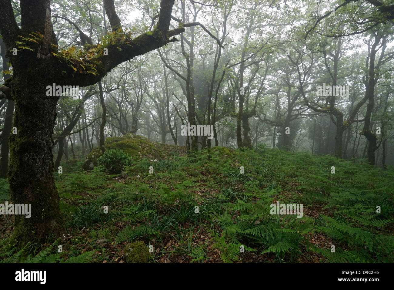 forêt en brouillard, bosque en niebla, andalousie, arbres avec mousse et fougères, parque naturel los alcornocales Banque D'Images