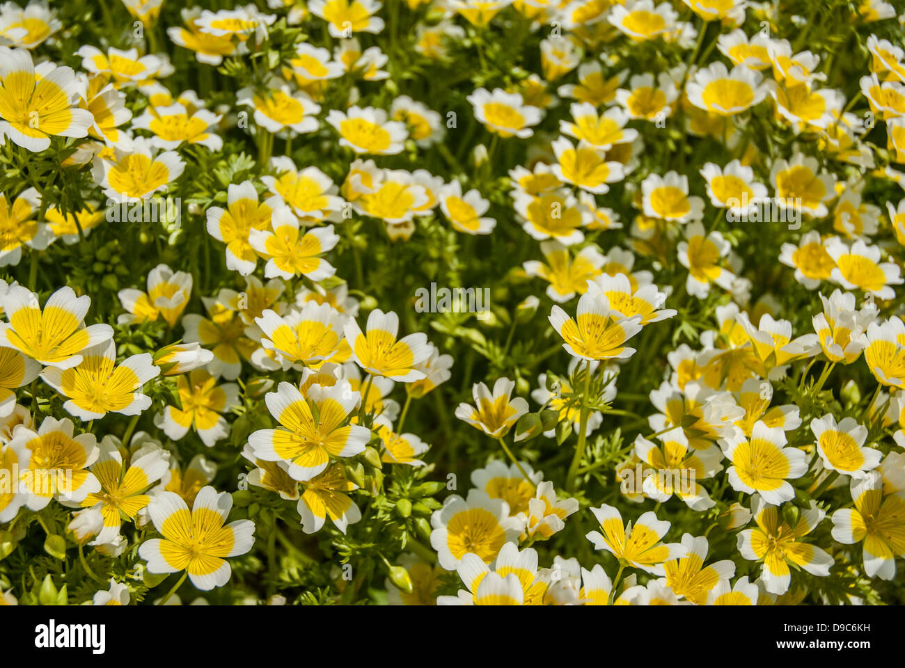 Fermer détail de l 'œuf poché' fleur au printemps. Banque D'Images