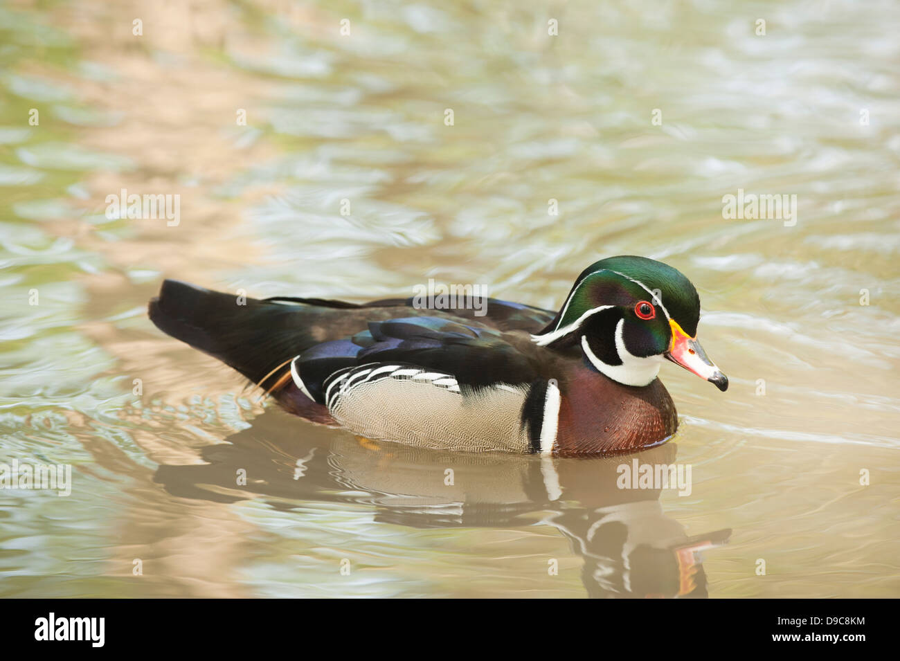 Canard branchu Canard, Caroline ou Aix sponsa Banque D'Images