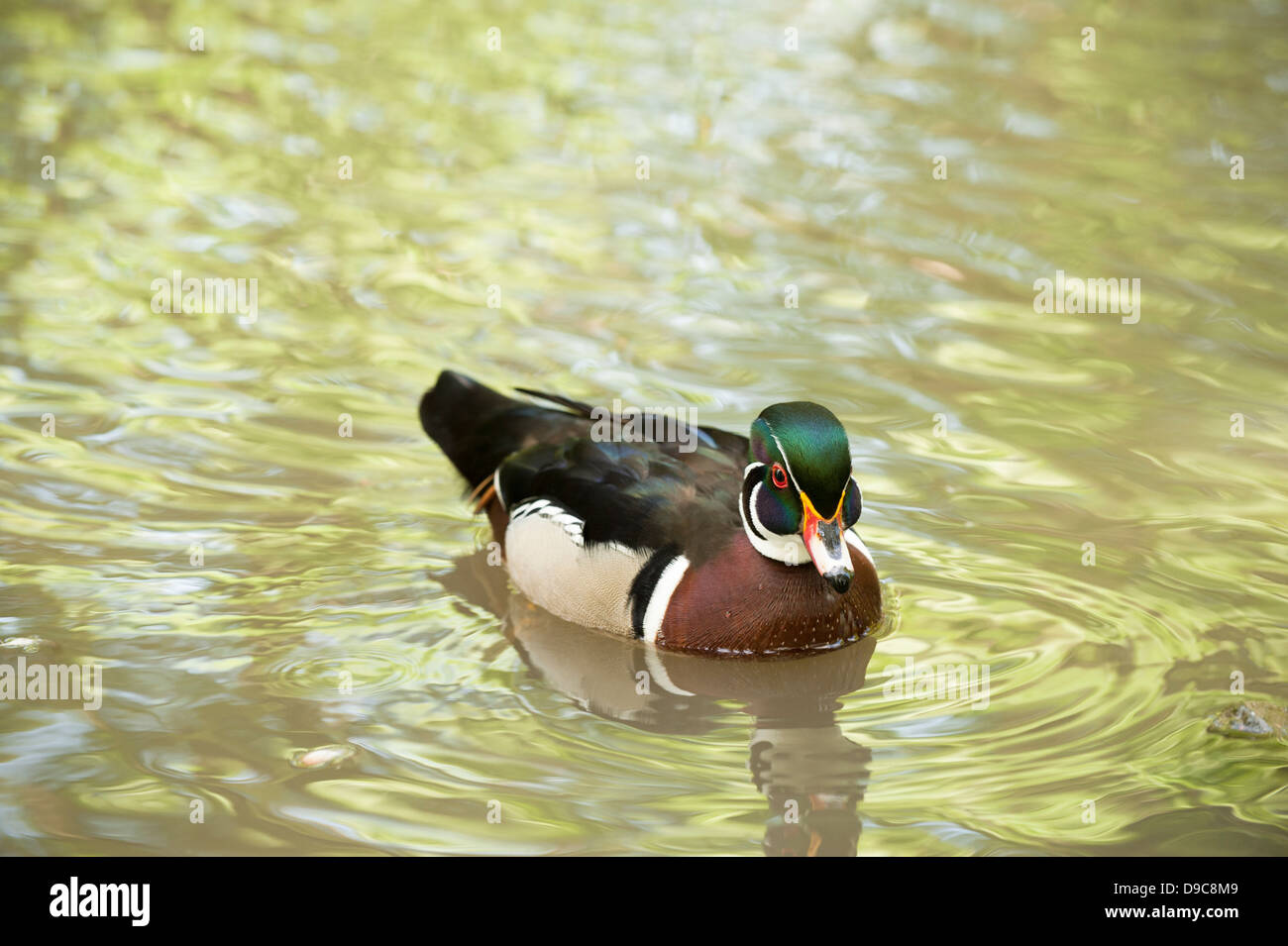 Canard branchu Canard, Caroline ou Aix sponsa Banque D'Images