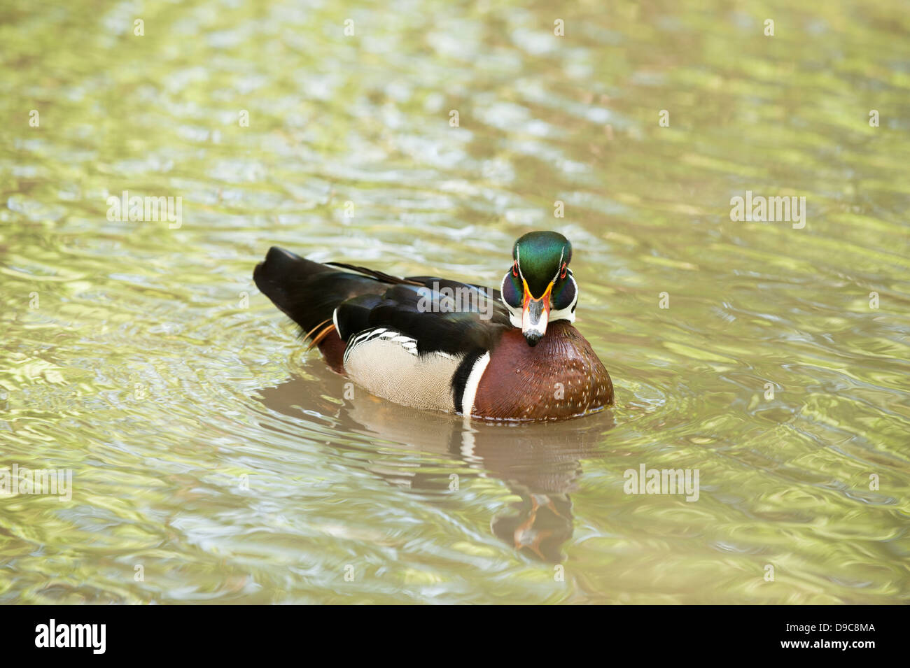 Canard branchu Canard, Caroline ou Aix sponsa Banque D'Images