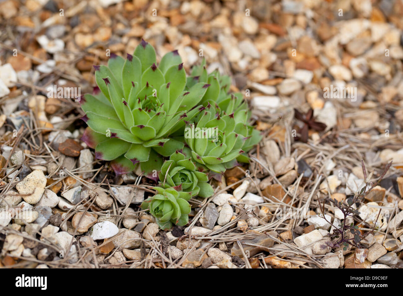 Sempervivum tectorum Royanum plante alpine plantée dans une rockery, au Royaume-Uni Banque D'Images