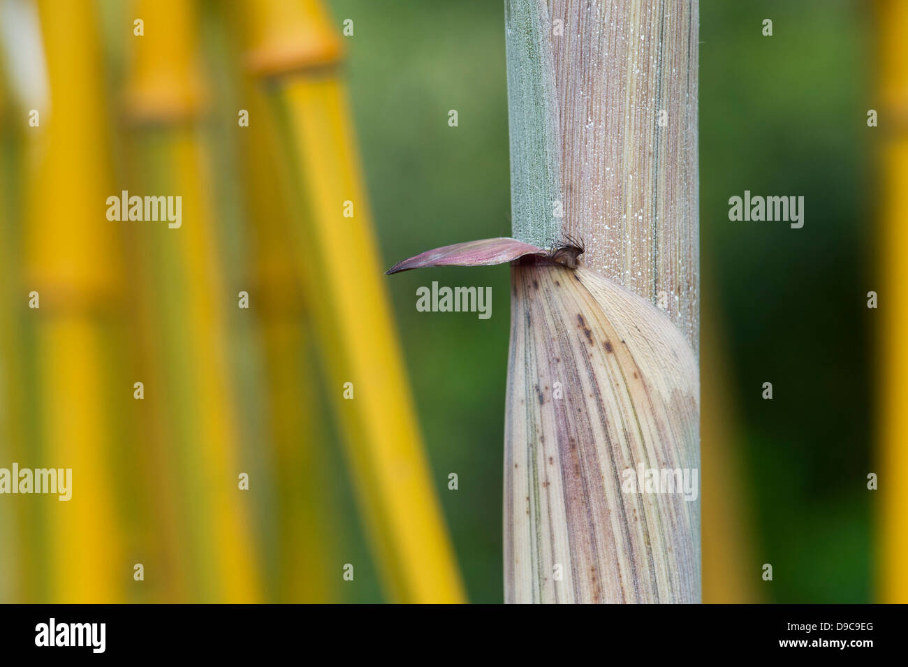 Phyllostachys Aureosulcata spectabilis. Couvrant l'Bambou Code barre verte Banque D'Images