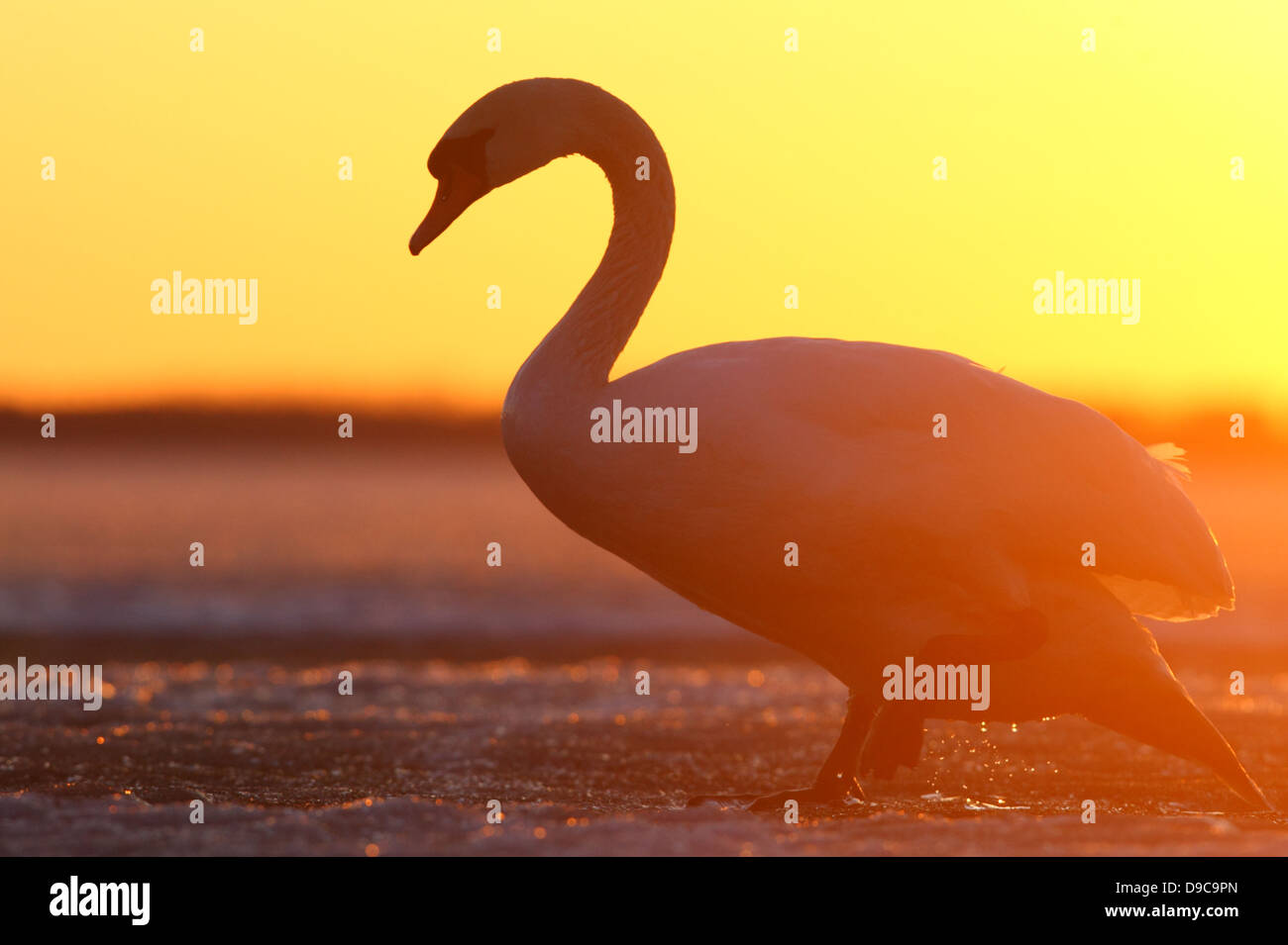 Mute swan (Cygnus olor) debout sur la glace au lac. L'Europe Banque D'Images