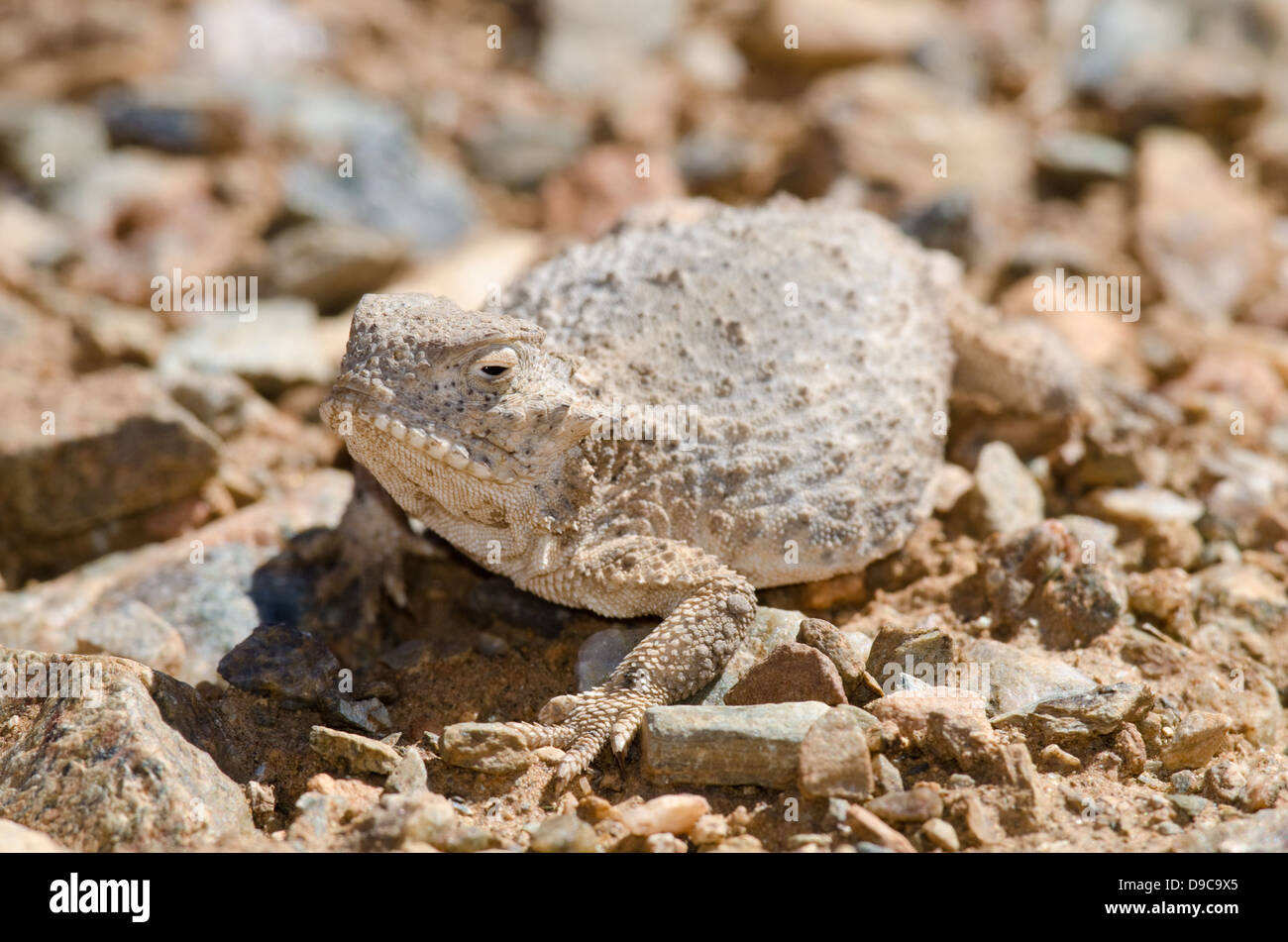 Iguane à queue ronde, (Phrynosoma modestum), Valencia Co., New Mexico, USA. Banque D'Images