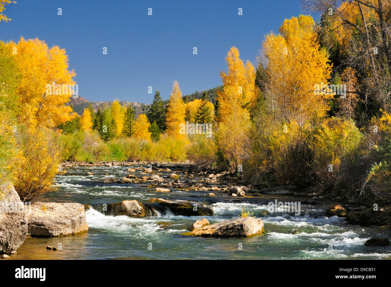 Le Gros Ventre (ˈGrō ˌVänt-) rivière coule jusqu'à l'automne feuillage. Wyoming, USA Banque D'Images