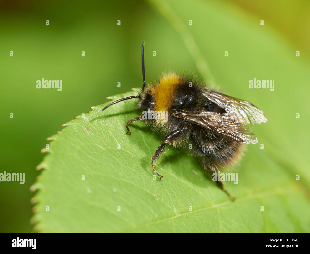 Début de Bumblebee resting on leaf Banque D'Images