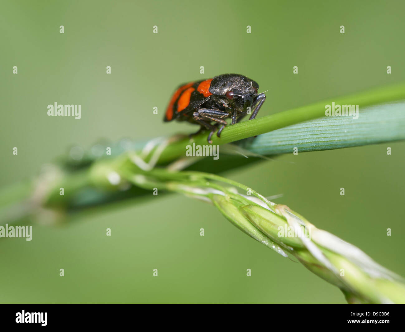 Le rouge et le noir froghopper sur brin d'herbe Banque D'Images