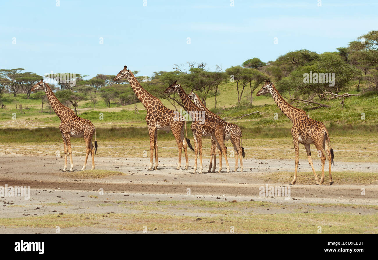 Troupeau de girafe au Serengeti, Tanzanie Banque D'Images