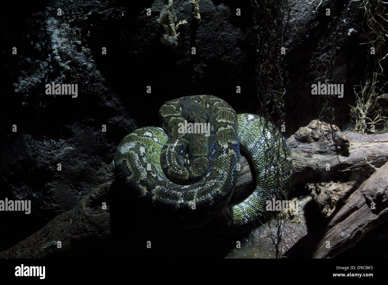 Un serpent en détail Banque D'Images