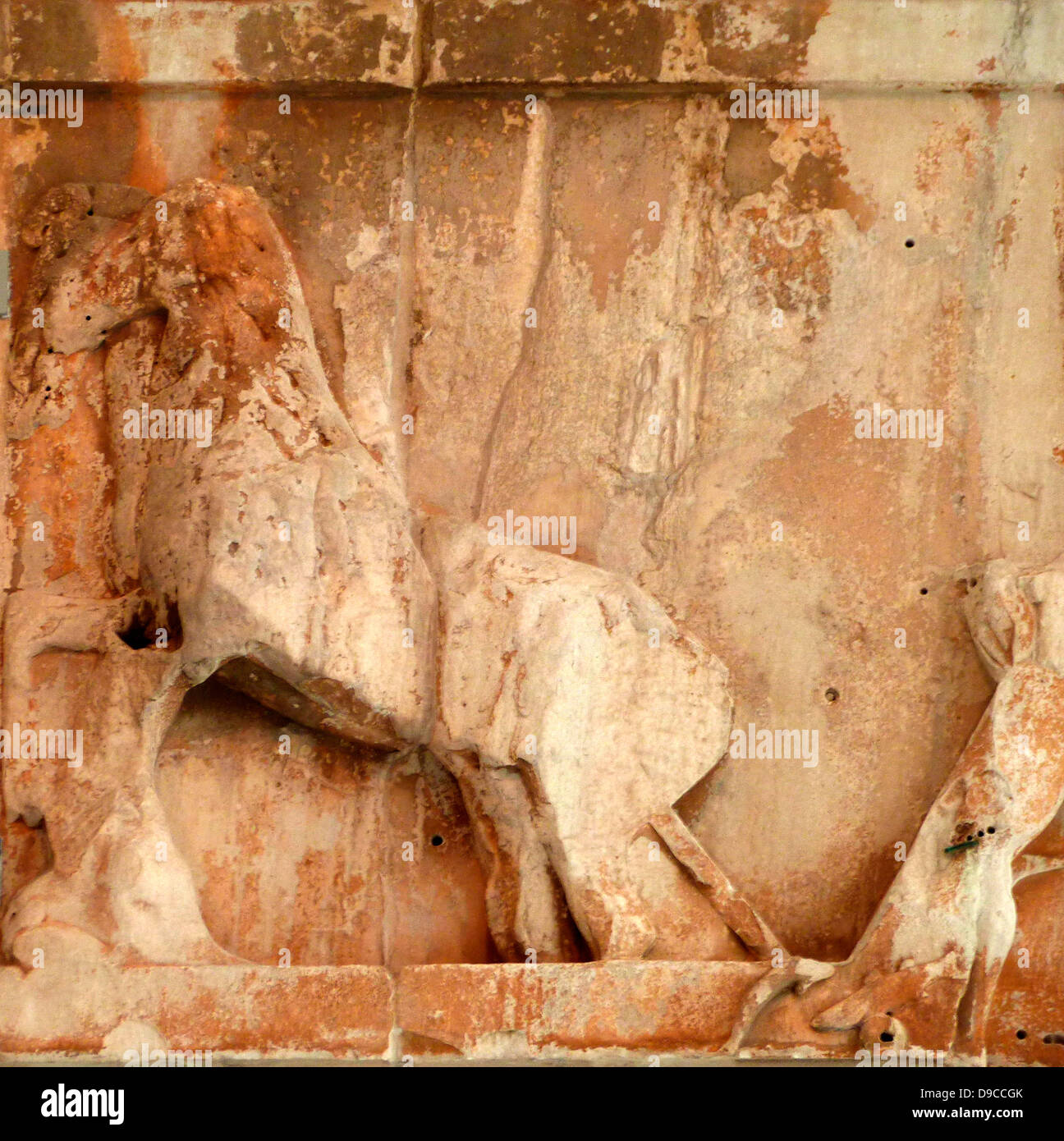 Cheval quatre char de dieu du soleil grec helios, frises du Parthénon à la musée de l'acropole d'Athènes. Banque D'Images