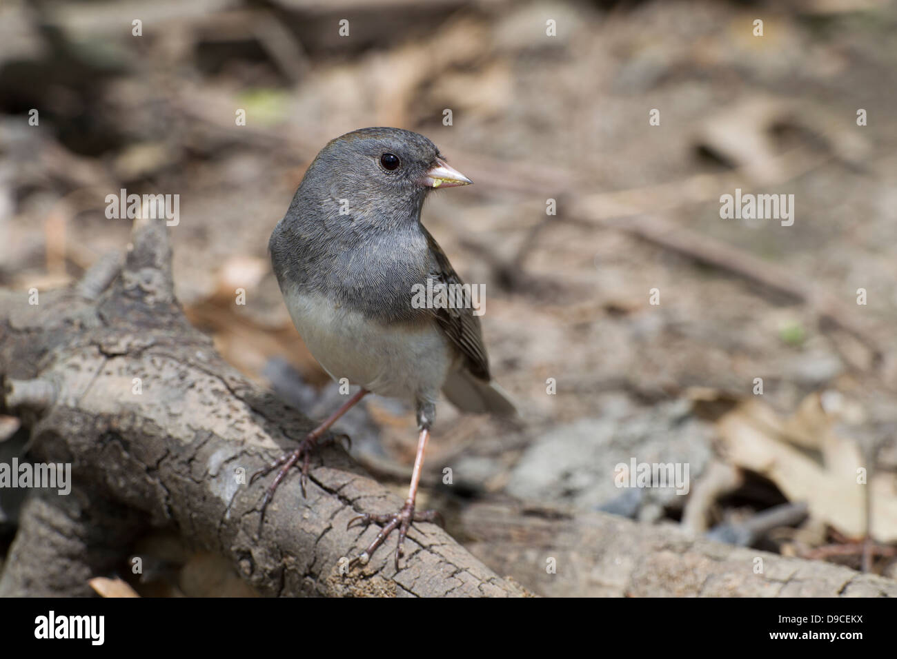 Le Junco ardoisé (Junco hyemalis hyemalis), de couleur ardoise, femme, un groupe de migrants au printemps à New York City's Central Park. Banque D'Images